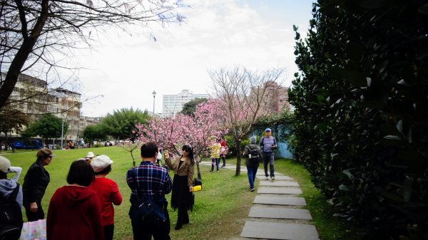 樂活公園櫻花2016473