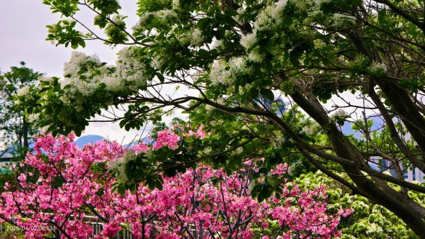 #綠繡眼 訪花 #吉野櫻 #天元宮 #楓樹湖 03162750773