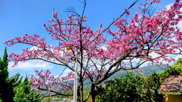 《蝶戀花・善光寺禪門櫻花》2709766
