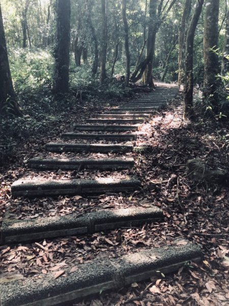 關刀山步道 之 宮崎駿式的浪漫🌹1489208