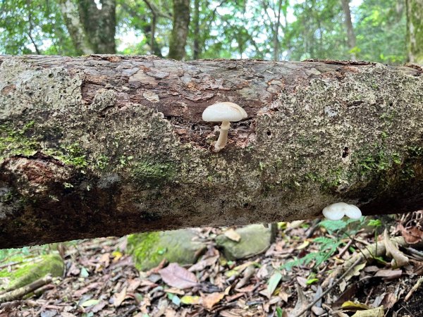 20250503_李棟山步道（新竹小百岳）2855847