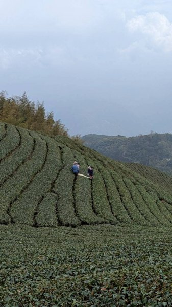雲嘉五連峰 (大尖山、二尖山、馬鞍山、梨子腳山、太平山)2991053