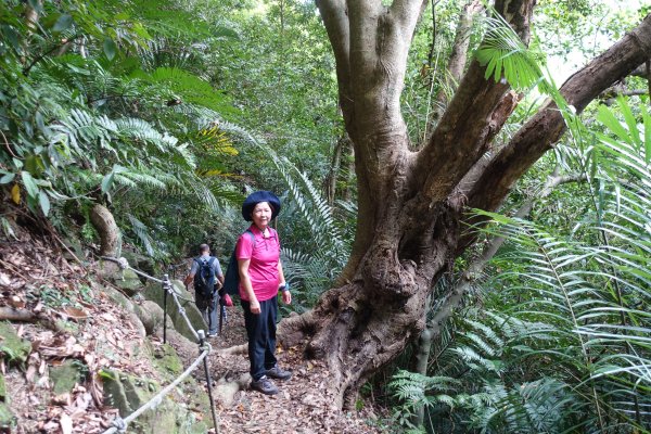 白雞山．大板根原始森林區1038536