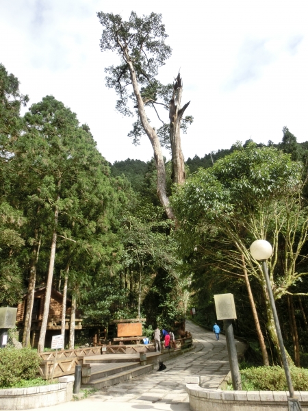 棲蘭山莊．神木園．明池93612