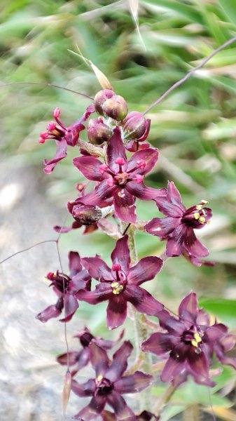 合歡山群峰（南峰、石門山、尖山、東峰）2626815