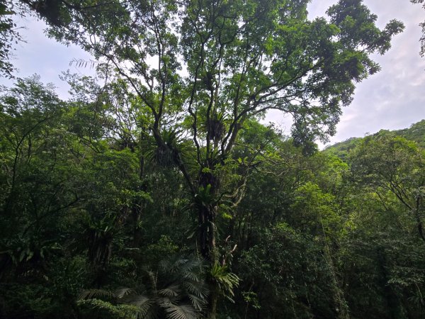 聖母登山步道（抹茶山）、三角崙山（小百岳）2774105