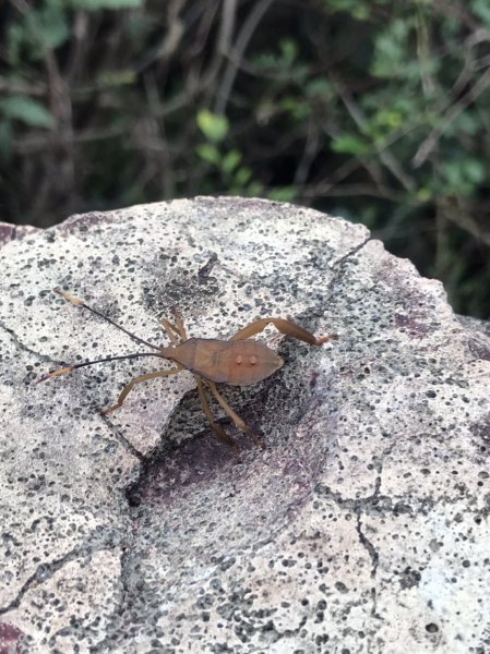 2度強渡關山未竟之藤枝國家森林遊樂區 多納部落 新威森林公園輕鬆走1880507