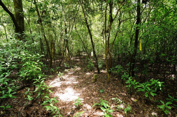 苗栗 三義 枕頭山、南片山2801765