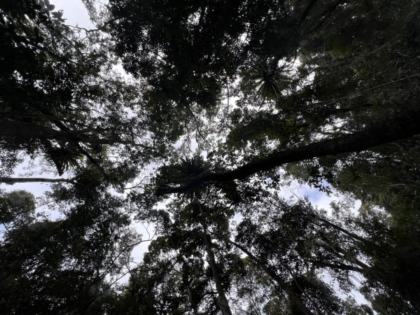 雪山坑環線步道3023315