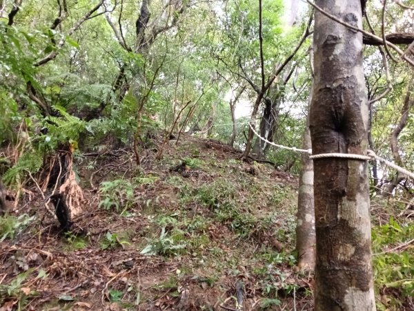 雙溪區中坑橋+中坑西山尾稜+中坑西山+內盤山坑古道+中坑橋O型2929525