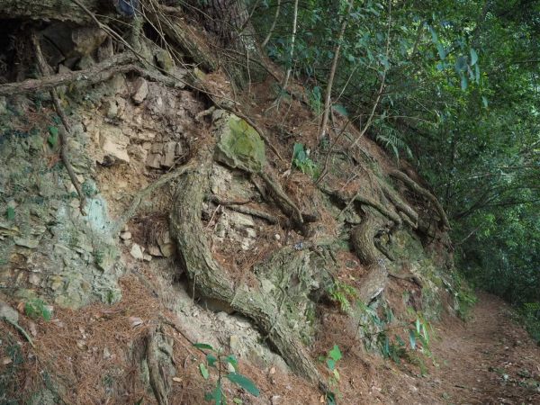 谷關七雄唐麻丹山（松鶴線）20180331302071