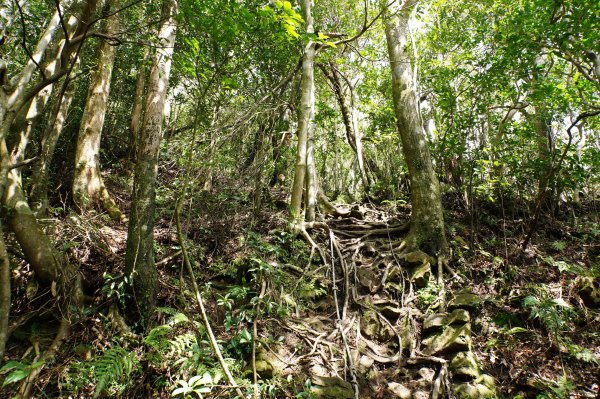 桃園-三峽 志繼山、東眼山、拉卡山、卡外山3005204