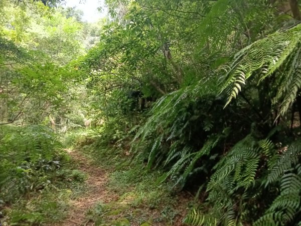 汐止區夢湖保線路+單車夢湖路O型2894085