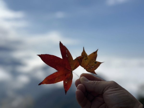 20260101小百岳馬那邦山賞楓團2973933