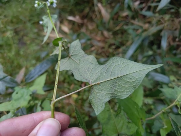 回歸自然的杜仔湖步道上雙子山2677782