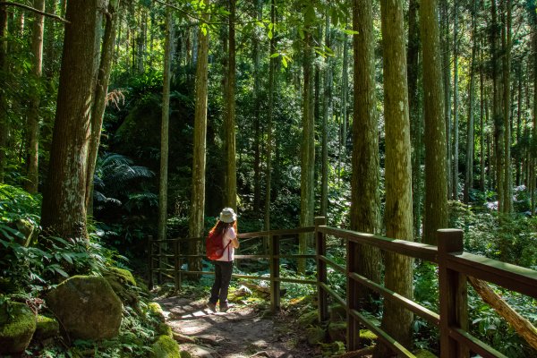 馬武督探索森林2930689