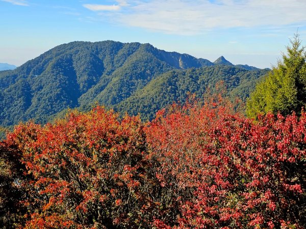 大雪山森林遊樂區賞楓2966037