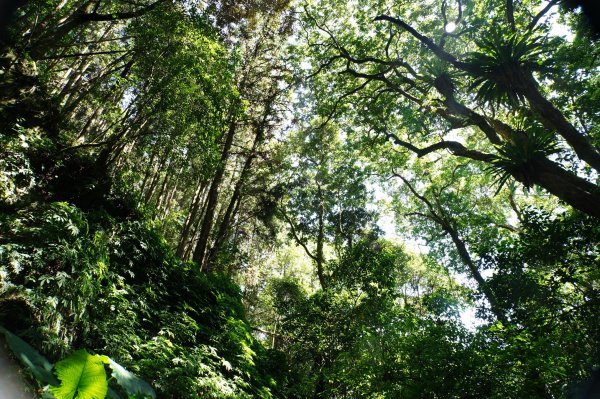 新竹 五峰 鵝公髻山2916846