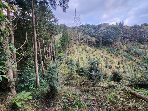 20250105鵝公髻山雲霧步道2726321