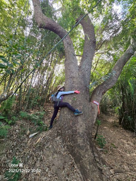 20251222竹東三山步道O型連走(樹杞林山、新具庄山、員崠子山)2975770