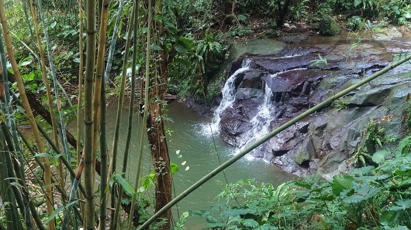 台北狗殷勤古道上平菁42巷下溪山古道賞櫻行2704904