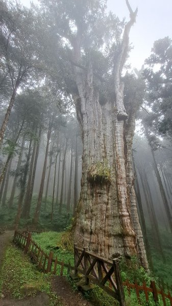 阿里山水山巨木1905936