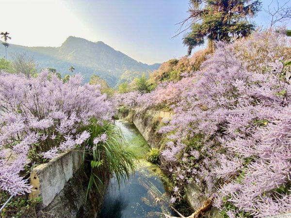 粉紅色悸動--古坑.萬年峽谷麝香木順撿雲林古坑基石 2023/03/082061917