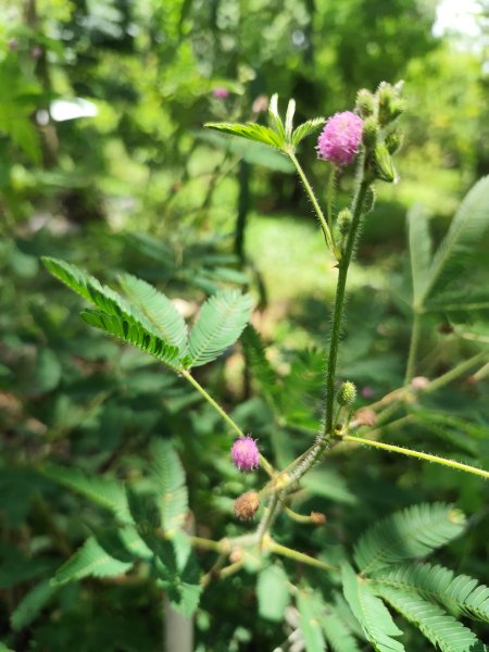 大安森林公園、港墘公園、文德三號公園【走路趣尋寶】【臺北健走趣】2549691