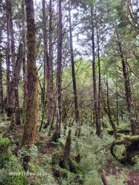 三星山+三星池+望洋山+太平山山毛櫸2432917