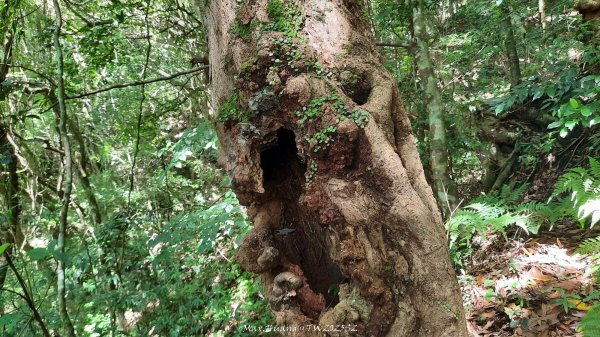 《新竹》遺世古堡｜尖石李崠山登山步道202507182841015