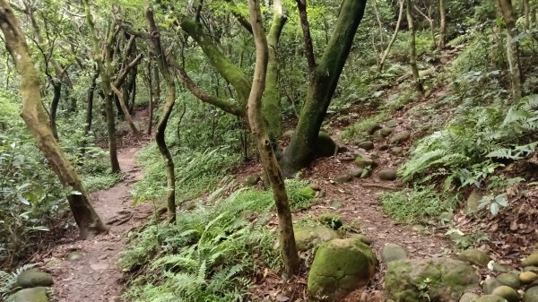 楊梅區龜山頭山-福人步道-莊迷湖-保甲路古道-東森山林森林步道-福人步道3074673