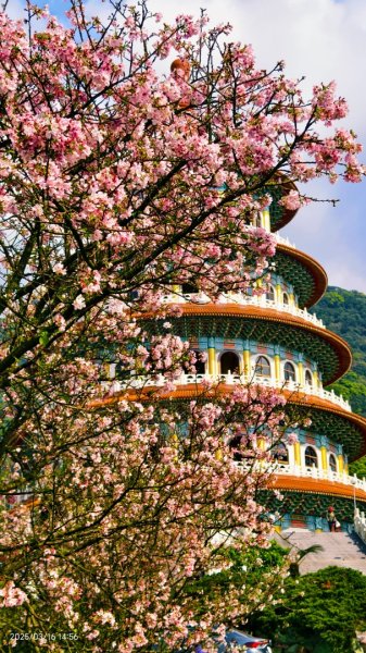 #綠繡眼 訪花 #吉野櫻 #天元宮 #楓樹湖 03162736749