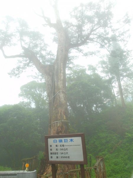 太平山之翠峰湖觀景環山步道44212