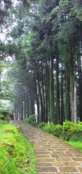 【阿里山森林園區】阿里山神木 八大景點691825