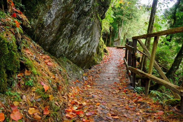 檜山巨木森林步道481502