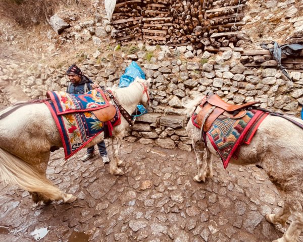 尼泊爾EBC馬牛螺羊動物寫真-山屋-協作-美食2789019
