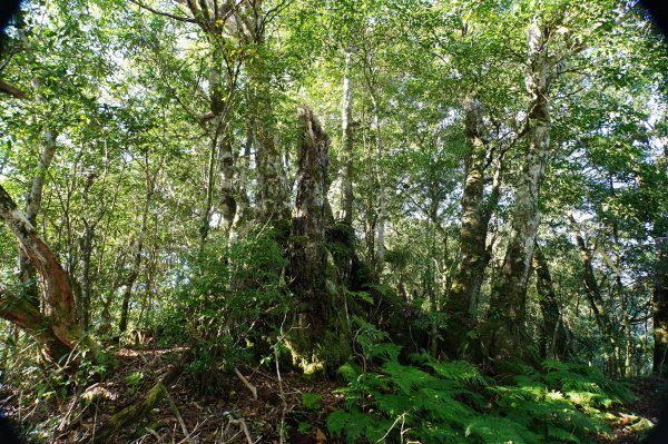新竹 尖石 東穗山、島田山2939424
