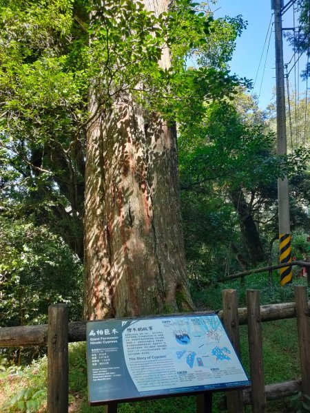 觀霧雲海山林之美2923621
