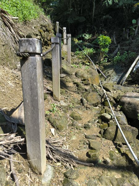 20250913微笑山線：【天上山系】望月亭桐花段2883456