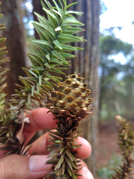 守關山南峰 守關山 守城大山2919113