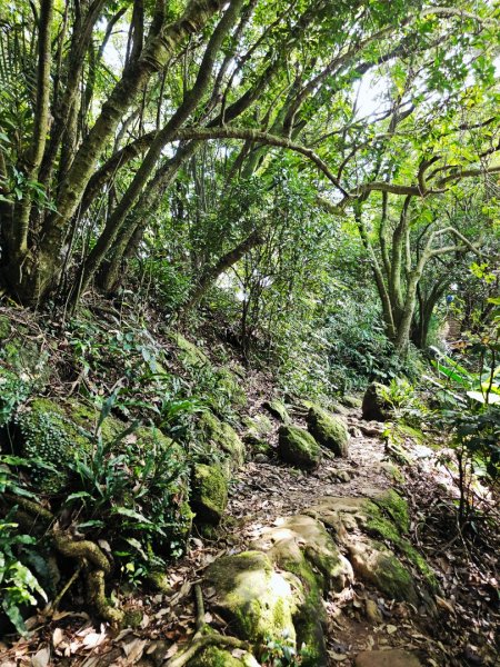 (鳶山山系)鳶山彩壁-2025微笑山線大縱走尋寶集章任務2855196