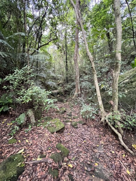 20230514-臺北大縱走第五段之巧遇藍鵲（碧山巖→劍潭捷運站）2150878