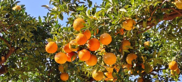 2026/01/04_龍峎頂+肚兜角步道2978151