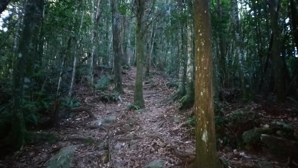 八仙山松鶴線689838