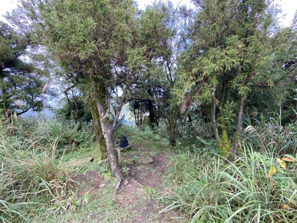 2023/12/14 碇內尖山 龍門山 五分山 淡蘭古道中路2399817