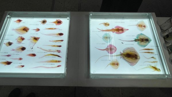 雨天備案💙 台灣博物館的古生代館-台大動植物館免費參觀-北投♨️季2807506