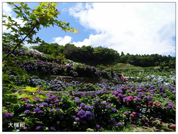 竹子湖/繡球花開985402