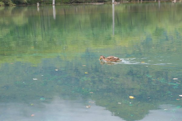上高地河童橋735590