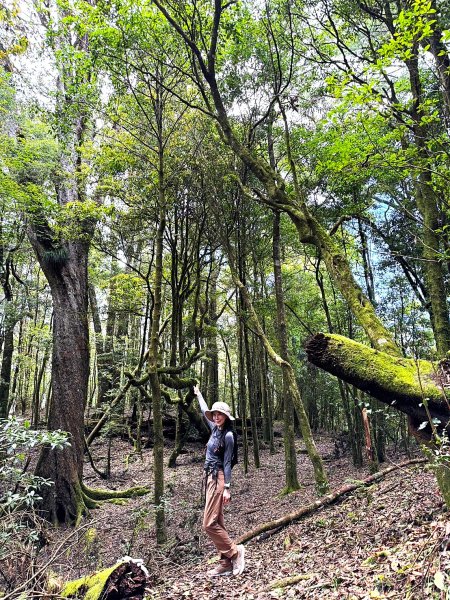 鳶嘴山-稍來山O型縱走(中級山 / 小百岳) 刺激攀岩。山嵐繚繞。傳神小象。杉樹林群。2583550