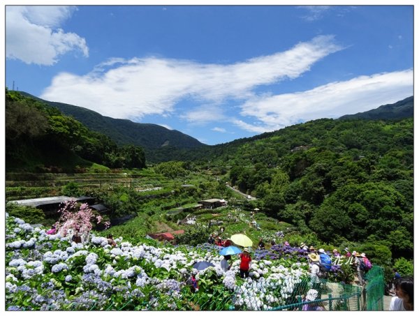 竹子湖/青楓步道986158